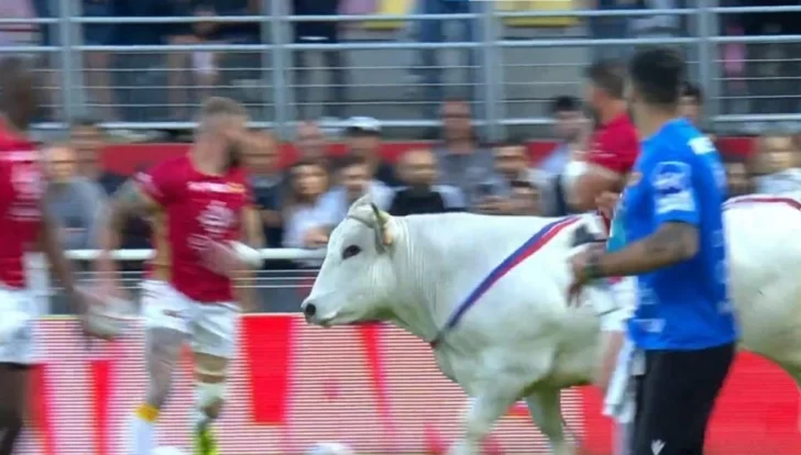 Un toro interrumpió un partido de rugby y los jugadores corrieron por el campo aterrados Un toro interrumpió un partido de rugby y los jugadores corrieron por el campo aterrados
