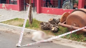 Imputaron por homicidio culposo al dueño de los dogos que mataron a una chica Imputaron por homicidio culposo al dueño de los dogos que mataron a una chica