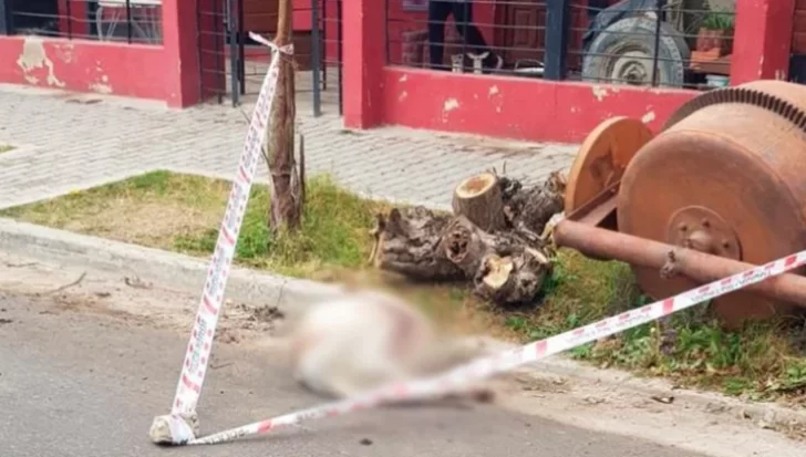 Imputaron por homicidio culposo al dueño de los dogos que mataron a una chica Imputaron por homicidio culposo al dueño de los dogos que mataron a una chica