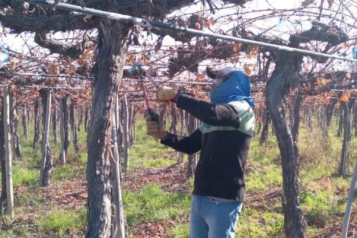 La poda de viñedos viene con suba de los costos y falta de mano de obra