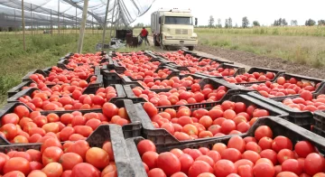 Hay alerta en el agro por nuevo virus que afecta a los tomates
