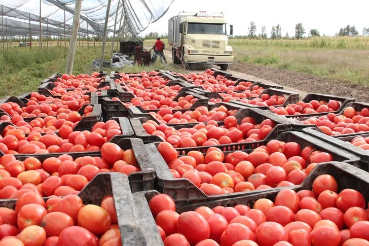 Hay alerta en el agro por nuevo virus que afecta a los tomates