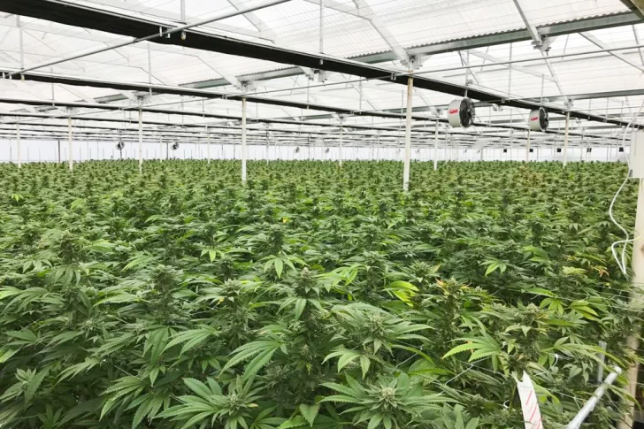Avanzan con la compra de un terreno para el cultivo de cannabis medicinal