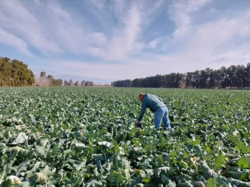 El fuerte frío dañó los brócolis El fuerte frío dañó los brócolis