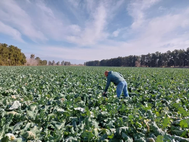 El fuerte frío dañó los brócolis El fuerte frío dañó los brócolis