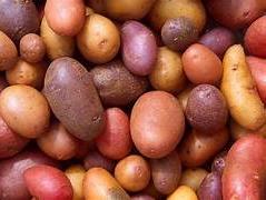 Primer productor de papa en América latina Primer productor de papa en América latina