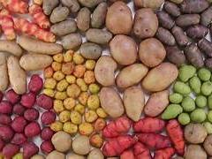 Papas nativas andinas: no hay semillas Papas nativas andinas: no hay semillas