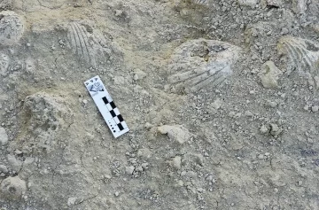 Nombraron “Messii” a un nuevo fósil de 20 millones de años de antigüedad Nombraron “Messii” a un nuevo fósil de 20 millones de años de antigüedad