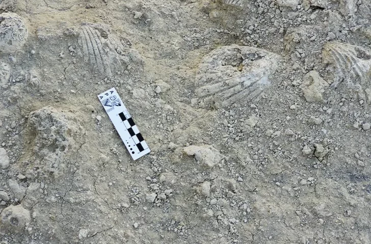 Nombraron “Messii” a un nuevo fósil de 20 millones de años de antigüedad Nombraron “Messii” a un nuevo fósil de 20 millones de años de antigüedad