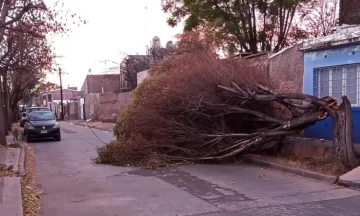 Árboles caídos, voladuras de techo, vidrios rotos y clases suspendidas en Mendoza por el Zonda Árboles caídos, voladuras de techo, vidrios rotos y clases suspendidas en Mendoza por el Zonda