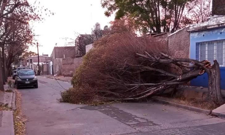 Árboles caídos, voladuras de techo, vidrios rotos y clases suspendidas en Mendoza por el Zonda Árboles caídos, voladuras de techo, vidrios rotos y clases suspendidas en Mendoza por el Zonda