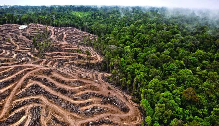La Tierra perdió un área de selva equivalente a una cancha de fútbol cada 5 segundos La Tierra perdió un área de selva equivalente a una cancha de fútbol cada 5 segundos