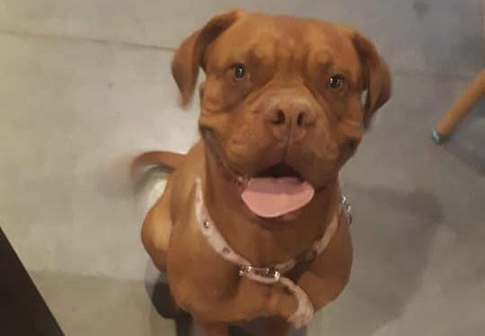 Buscan a Cira, una perra Dogo de Burdeos que se perdió en Rivadavia Buscan a Cira, una perra Dogo de Burdeos que se perdió en Rivadavia