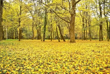 El oro de la estación El oro de la estación