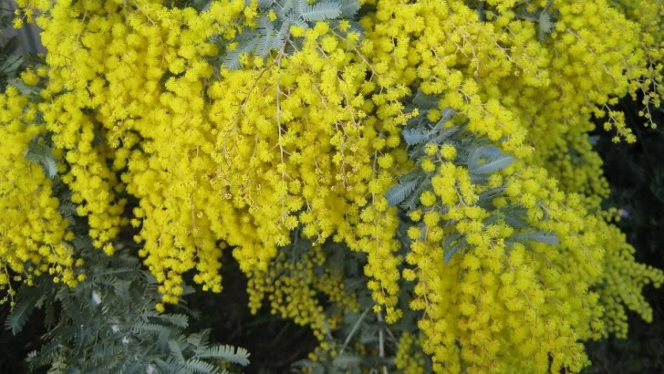 Rejuvenecer nuestra piel Rejuvenecer nuestra piel