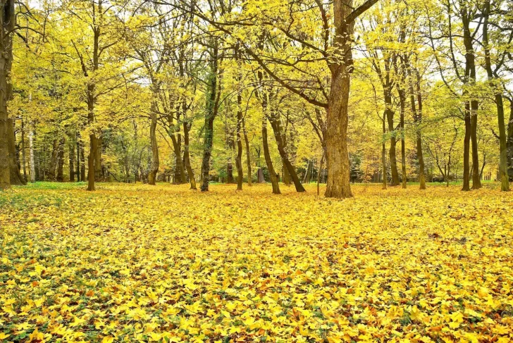 El oro de la estación El oro de la estación