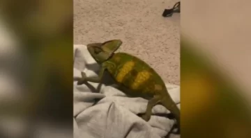 Un hombre adopta como mascota…¡un camaleón que rescató de la carretera! Un hombre adopta como mascota…¡un camaleón que rescató de la carretera!