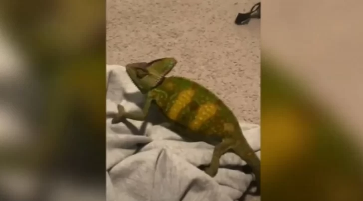 Un hombre adopta como mascota…¡un camaleón que rescató de la carretera! Un hombre adopta como mascota…¡un camaleón que rescató de la carretera!