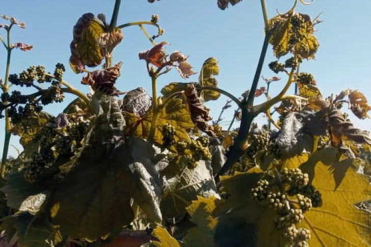 Viñateros piden alivio fiscal y créditos blandos tras los daños por las heladas