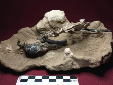 Hallan pájaro carpintero fósil más completo de Sudamérica Hallan pájaro carpintero fósil más completo de Sudamérica