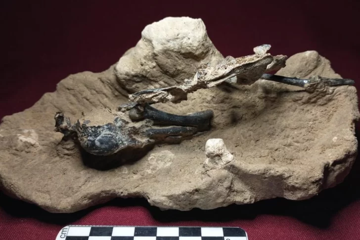 Hallan pájaro carpintero fósil más completo de Sudamérica