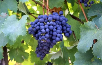 La Bonarda se consolida y ya es la segunda variedad de uva tinta