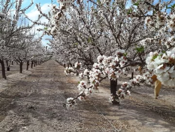Los requerimientos térmicos de dos variedades de almendros Los requerimientos térmicos de dos variedades de almendros
