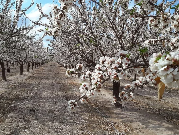 Los requerimientos térmicos de dos variedades de almendros Los requerimientos térmicos de dos variedades de almendros