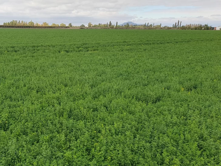 Exportaciones agroindustriales caen más del 30% Exportaciones agroindustriales caen más del 30%