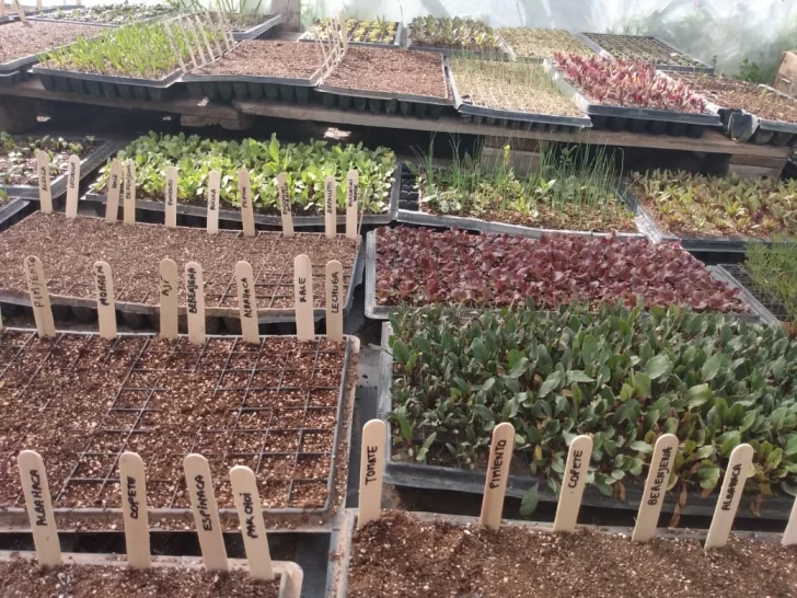 Multiplicadores de cultivos orgánicos