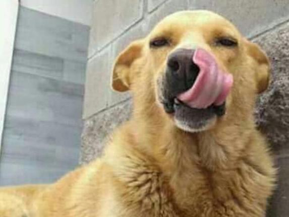 La inédita condena judicial contra un hombre que arrastró a un perro hasta matarlo La inédita condena judicial contra un hombre que arrastró a un perro hasta matarlo