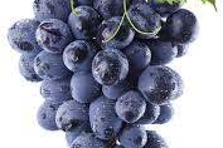 Viñateros creen que podrán negociar por primera vez un precio ventajoso de la uva