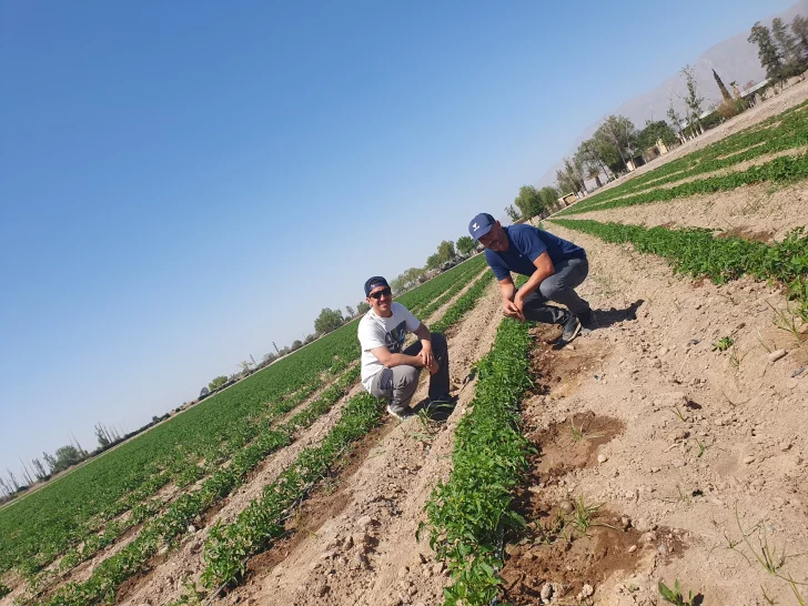 Comenzó una nueva temporada local de tomate para industria Comenzó una nueva temporada local de tomate para industria