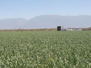 Mejoran cultivos de ajos con uso de materia orgánica líquida Mejoran cultivos de ajos con uso de materia orgánica líquida