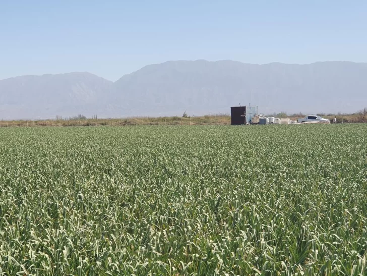 Mejoran cultivos de ajos con uso de materia orgánica líquida Mejoran cultivos de ajos con uso de materia orgánica líquida
