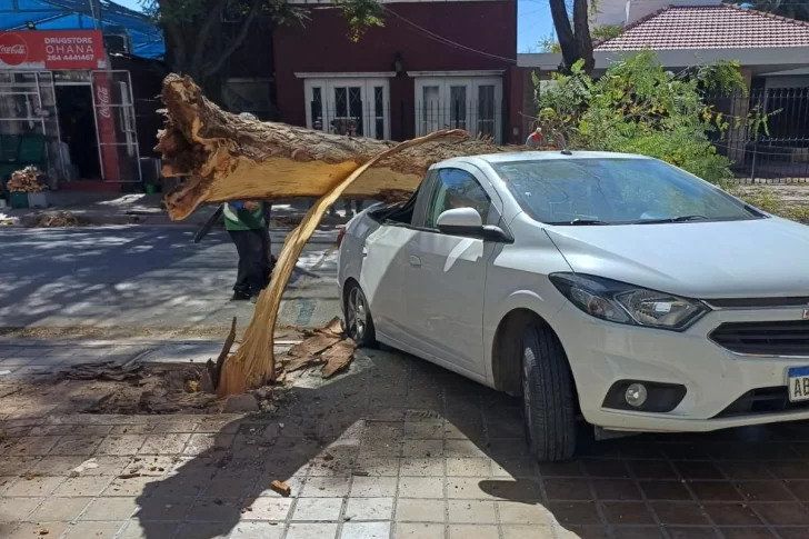 Capital: un árbol seco destrozó un auto y su dueña tuvo una crisis nerviosa