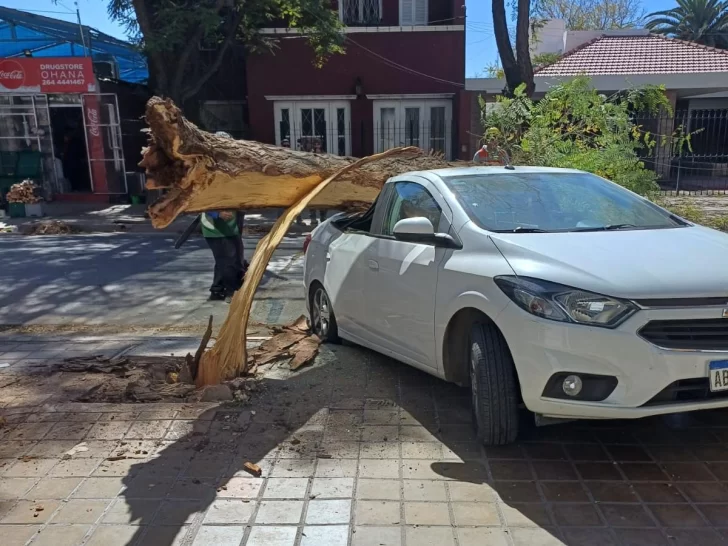 Capital: un árbol seco destrozó un auto y su dueña tuvo una crisis nerviosa Capital: un árbol seco destrozó un auto y su dueña tuvo una crisis nerviosa
