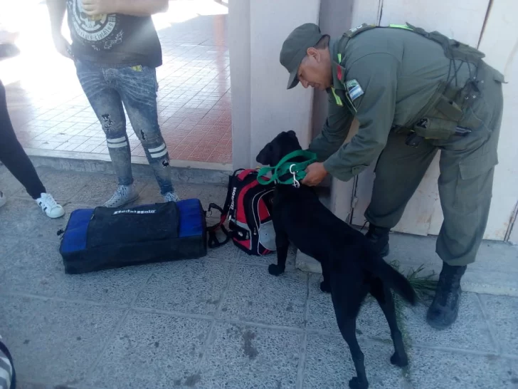 Descubren marihuana en la Terminal de Jáchal Descubren marihuana en la Terminal de Jáchal