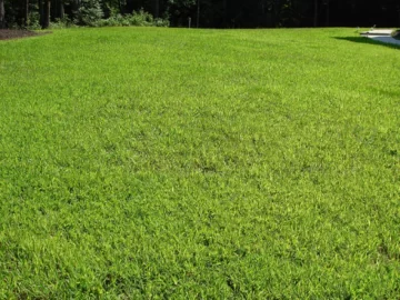 Todo sobre césped: en 15 minutos aprendé con los que saben Todo sobre césped: en 15 minutos aprendé con los que saben