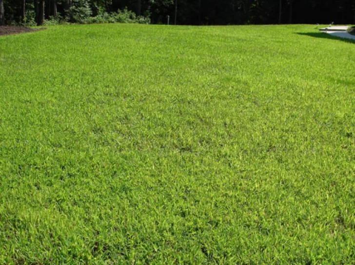 Todo sobre césped: en 15 minutos aprendé con los que saben Todo sobre césped: en 15 minutos aprendé con los que saben