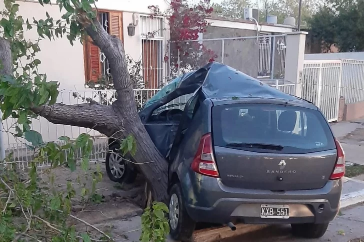 Automovilista se estrelló con un árbol y murió