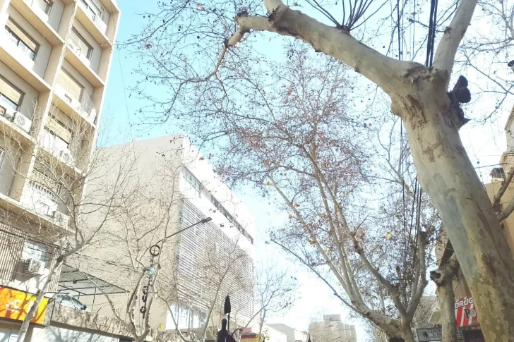 Gran San Juan: 19% de los árboles está seco y hay casi 9.000 críticos