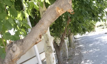 Desde este mes relevarán el arbolado con una app y tardarán 5 minutos por ejemplar