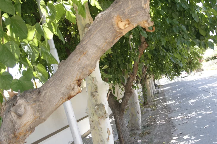 Desde este mes relevarán el arbolado con una app y tardarán 5 minutos por ejemplar