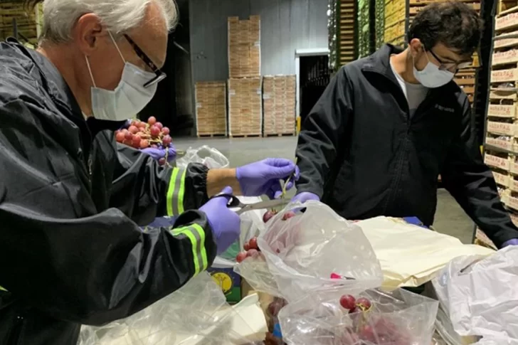 Hay incertidumbre por la exportación de uva de mesa esta temporada