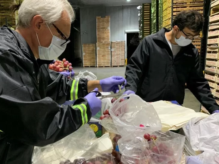 Hay incertidumbre por la exportación de uva de mesa esta temporada