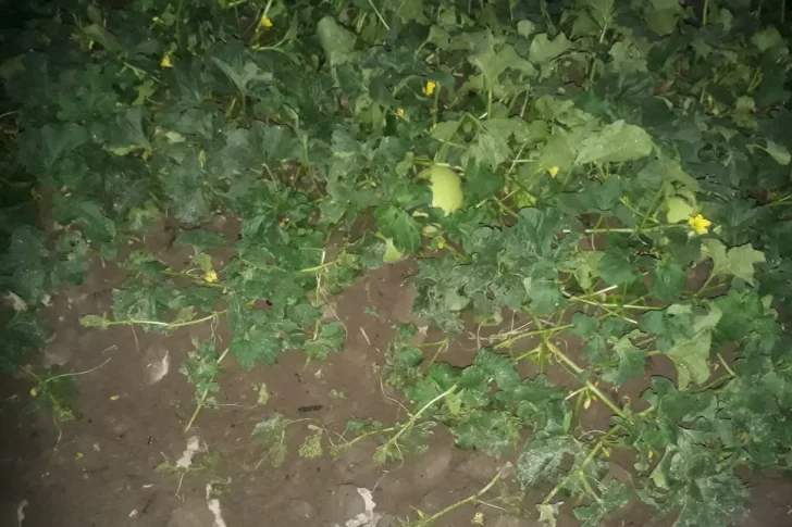 Daños en melones, en la primera granizada