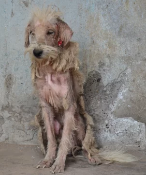 Dos perros enfermos quedaron abandonados luego de un robo Dos perros enfermos quedaron abandonados luego de un robo
