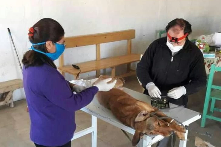 En 6 meses esterilizaron 6.000 perros y gatos, contra 2.000 de todo el 2021