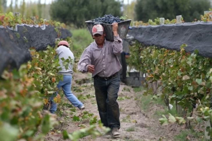 Por la gran brecha en precios de la uva, viñateros aconsejan no vender